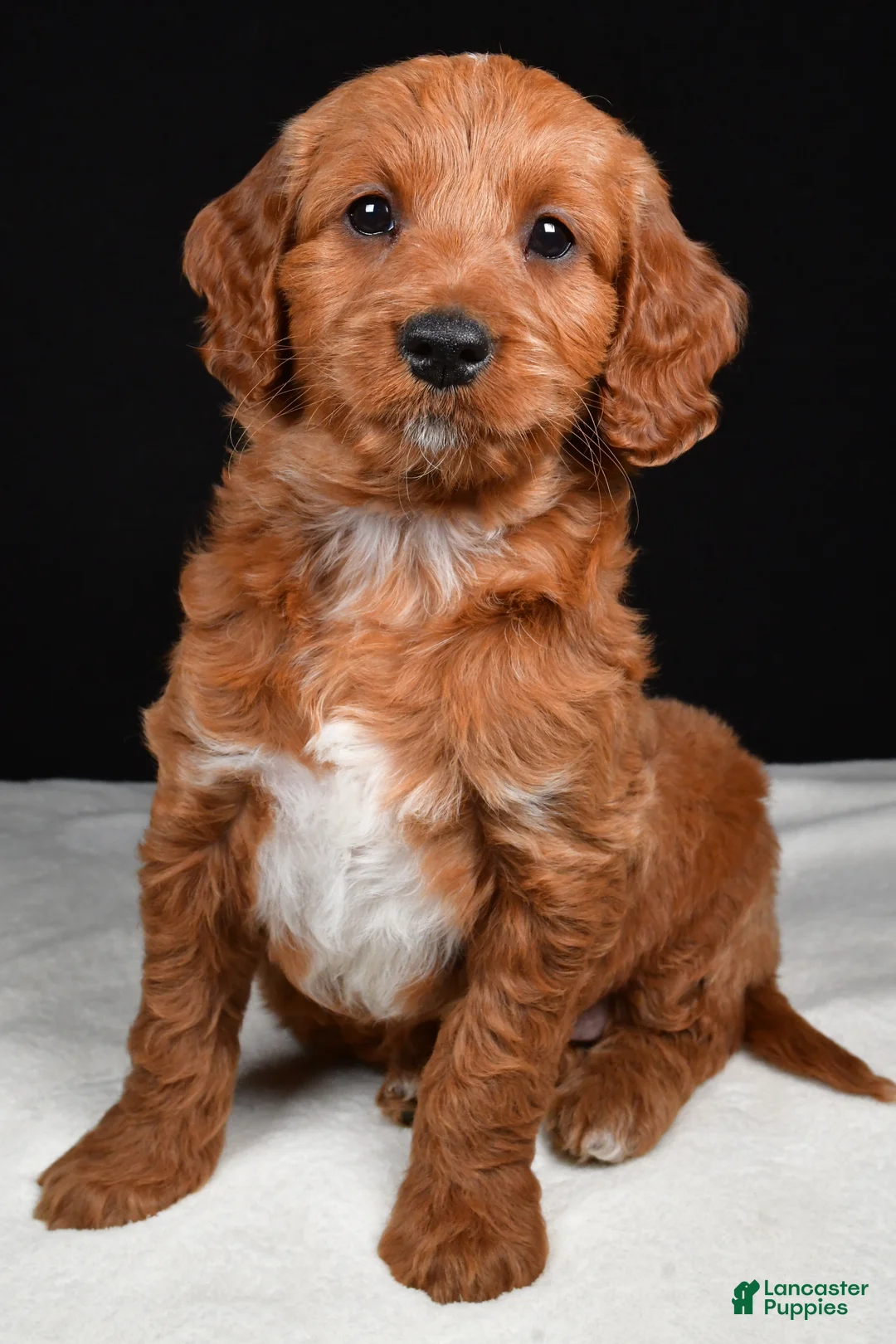 Goldendoodle dogs for sale: Gwen - Ad 2