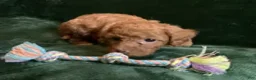 Mini Goldendoodle dogs for sale: Ginger - Ad 2