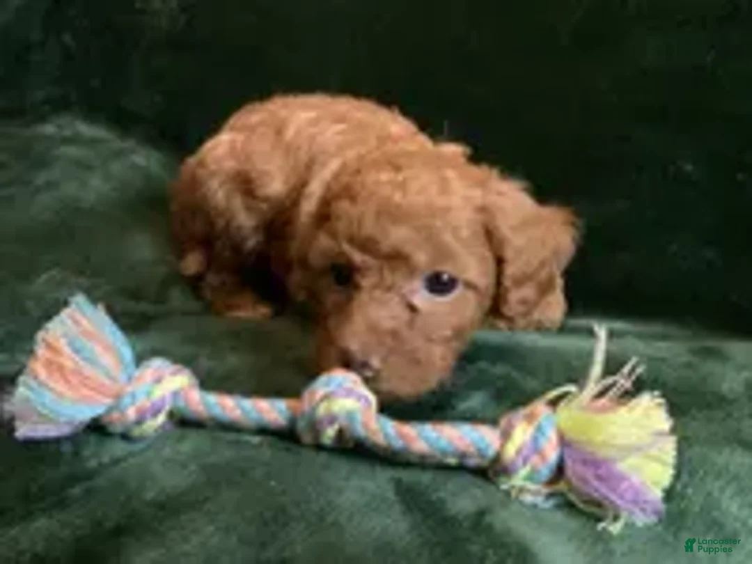 Mini Goldendoodle dogs for sale: Ginger - Ad 2