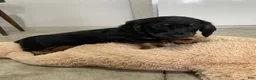 Miniature Dachshund dogs for sale: Brody - Ad 5