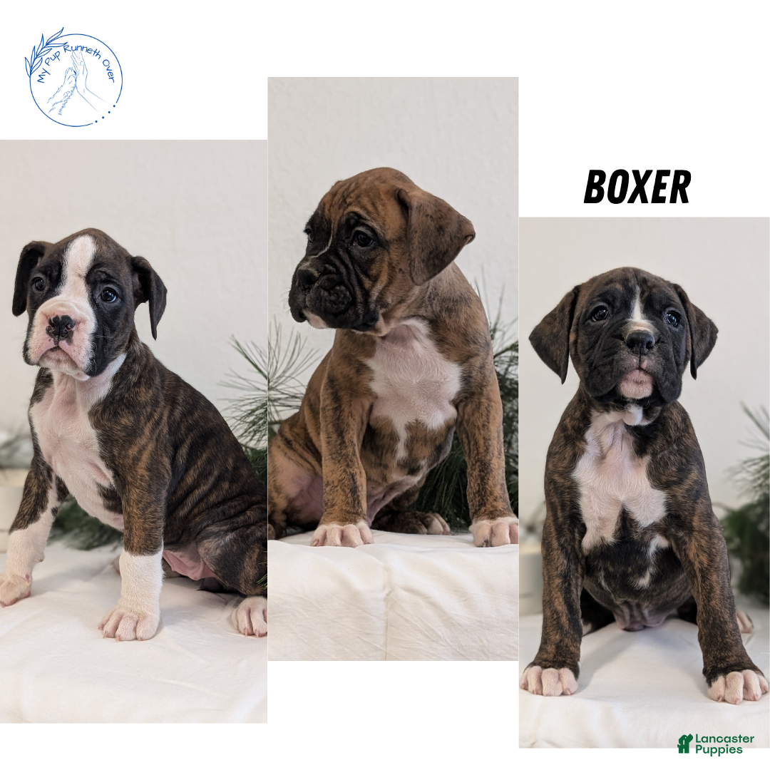 Boxer dogs for sale: Finn - Ad 11