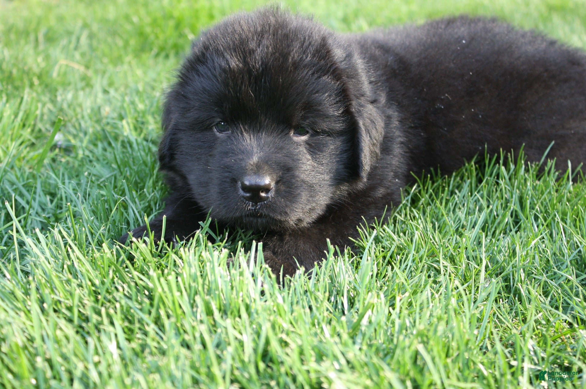 Newfoundland dogs Diesel  - Ad 1