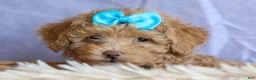 Miniature Poodle dogs for sale: ARCHIE - Ad 18