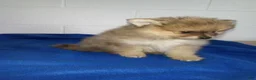 Pomeranian dogs for sale: Ollie - Ad 4