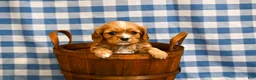 Cavalier King Charles Spaniel dogs for sale: Chad - Ad 3