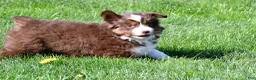Miniature Australian Shepherd dogs for sale: Taylor - Ad 5