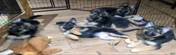 German Shepherd dogs for sale: Green Beanie - Ad 10