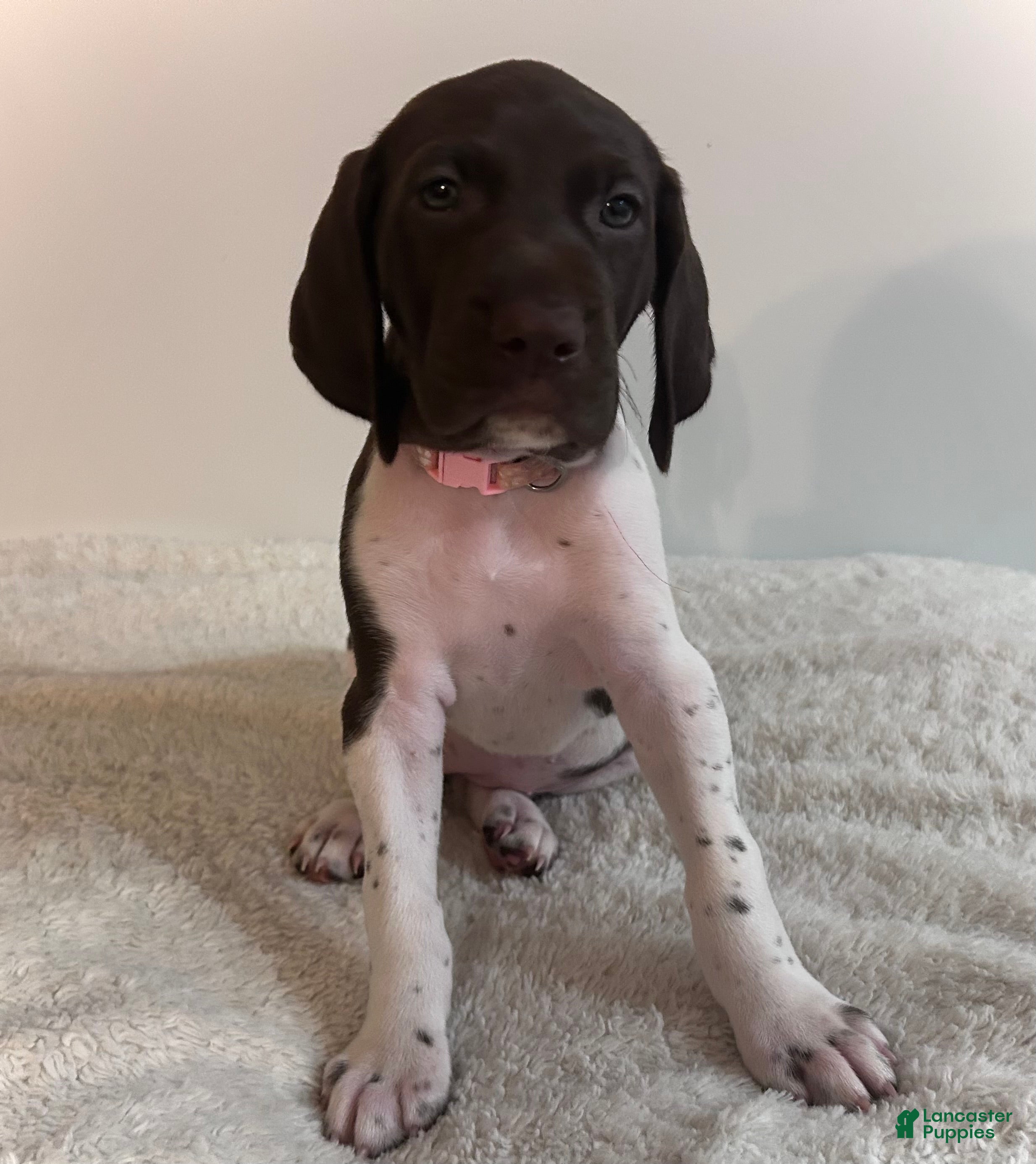 German Shorthaired Pointer dogs Joy - Ad 42