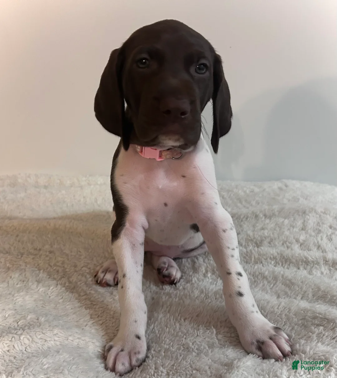 German Shorthaired Pointer dogs for sale: Joy - Ad 1