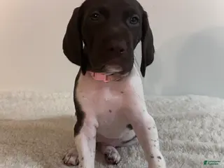 German Shorthaired Pointer dogs Joy - Ad 18