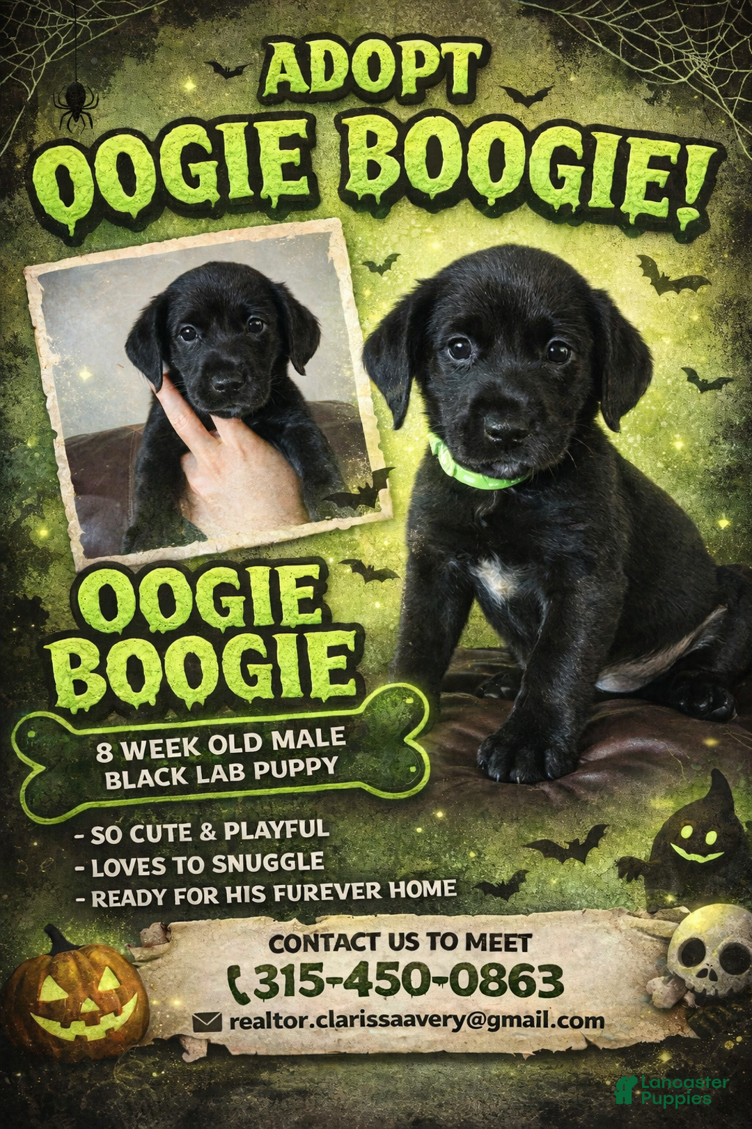 Mixed Breed dogs for sale: Oogie / Boogie / Carmello/ whiskey / HJ / Barry / Manilow  - Ad 1