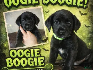 Mixed Breed dogs Oogie / Boogie / Carmello/ whiskey / HJ / Barry / Manilow - Ad 7