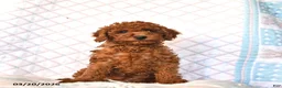 Toy Poodle dogs for sale: Beauty  - Ad 2