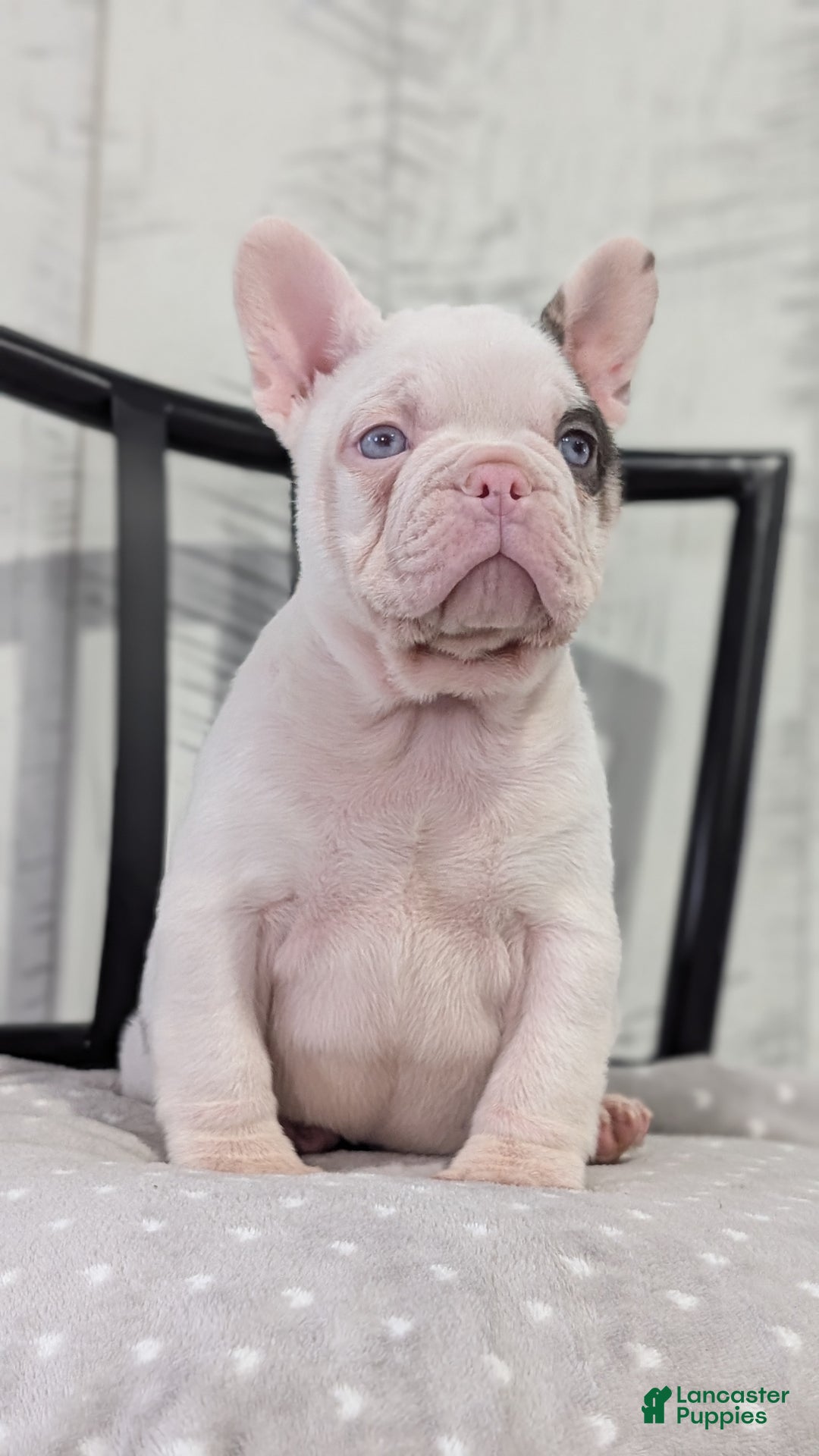 French Bulldog dogs for sale: Xander - Ad 2