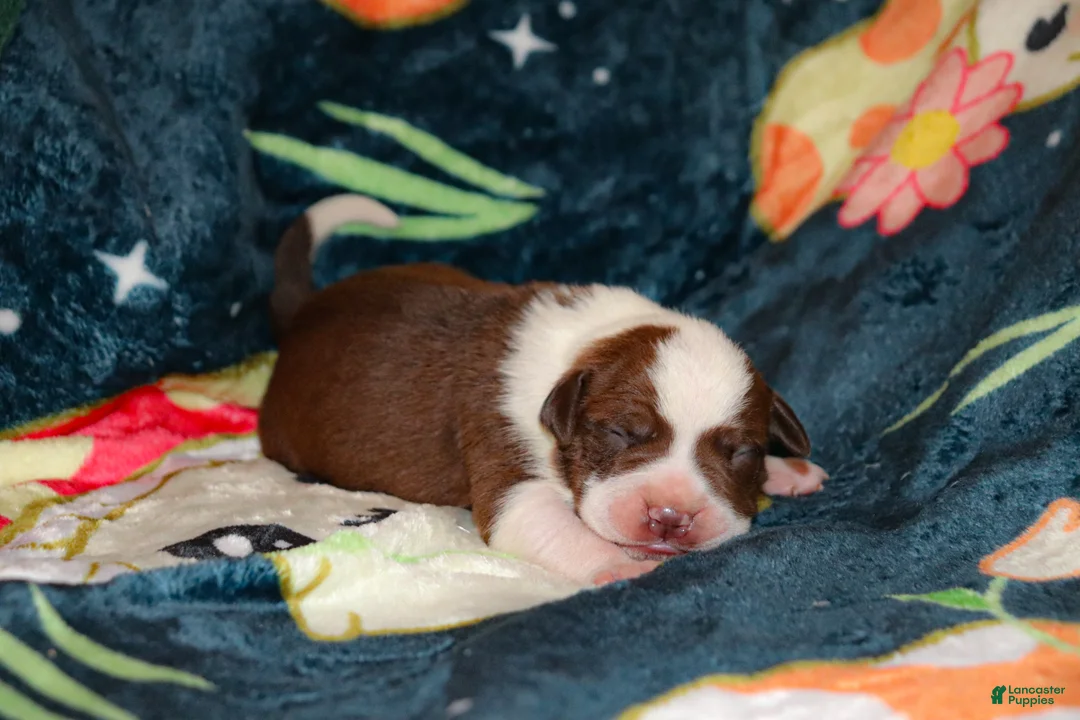 American Bully dogs for sale: JAR JAR BINKS - Ad 2