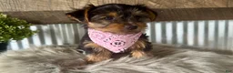Yorkshire Terrier dogs for sale: Haven - Ad 8