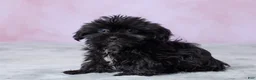 Shorkie dogs for sale: Abby - Ad 2