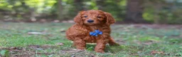 Goldendoodle dogs for sale: Braxton - Ad 6
