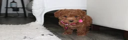 Bichpoo dogs for sale: Sunny - Ad 3