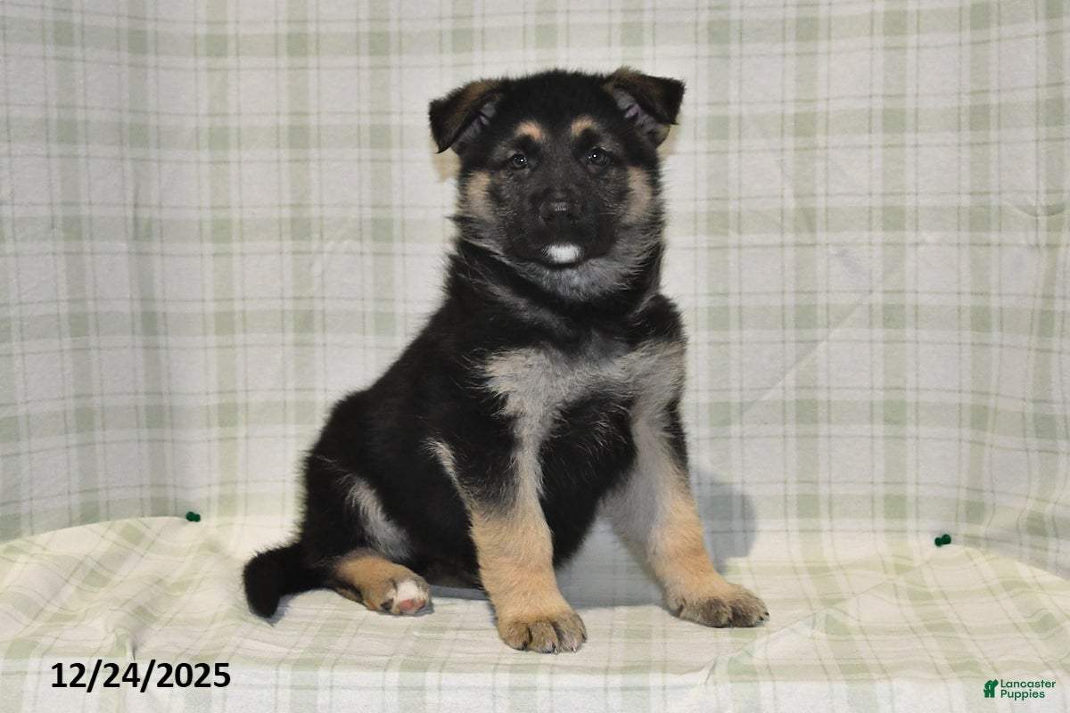 German Shepherd dogs Marshall - Ad 32