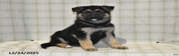 German Shepherd dogs for sale: Marshall - Ad 1