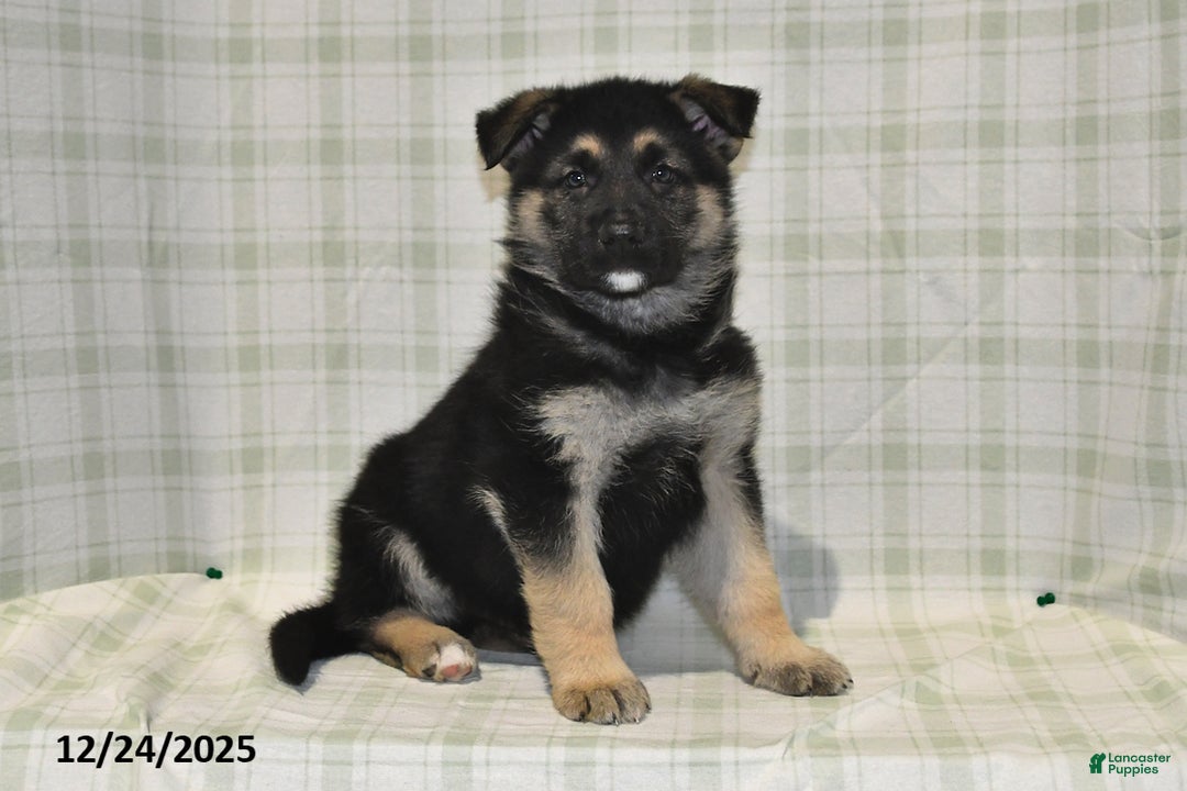 German Shepherd dogs for sale: Marshall - Ad 1