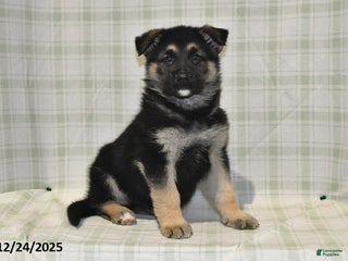 German Shepherd dogs Marshall - Ad 32
