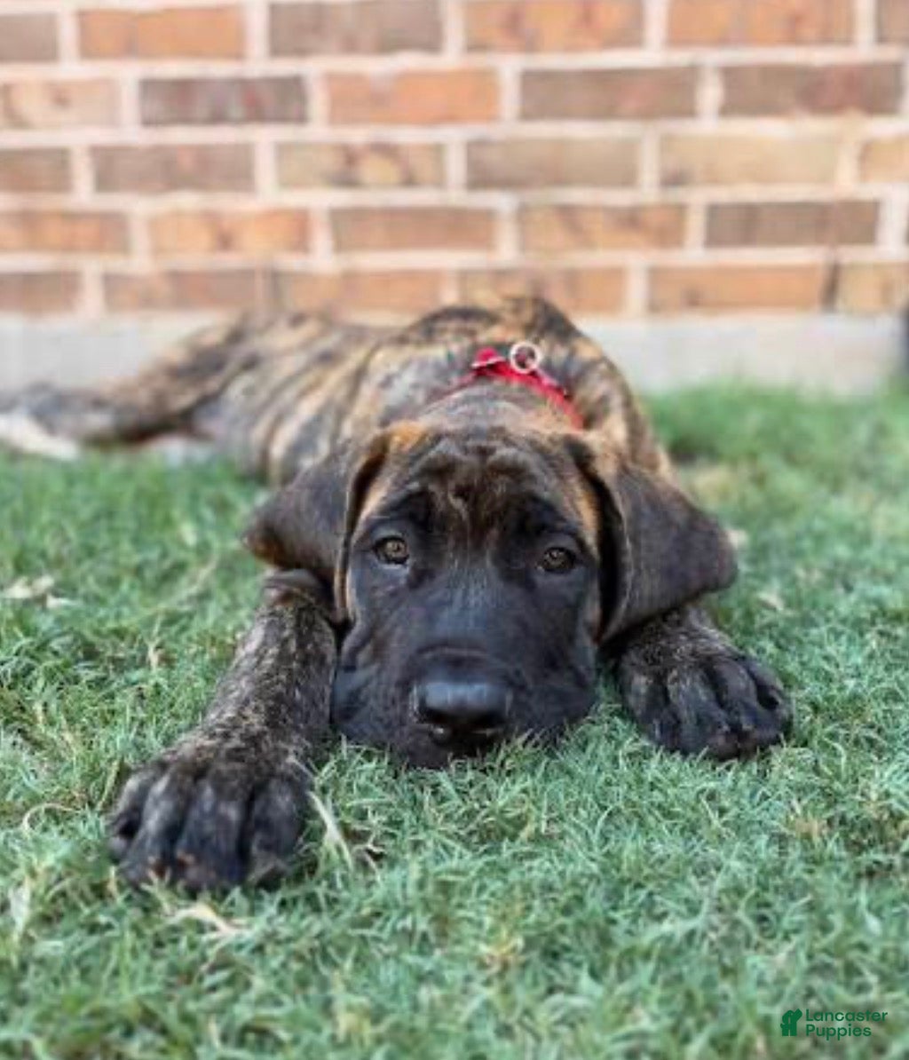 English Mastiff dogs for sale: English Mastiff 1 - Ad 1