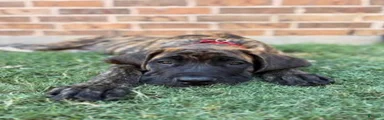 English Mastiff 1