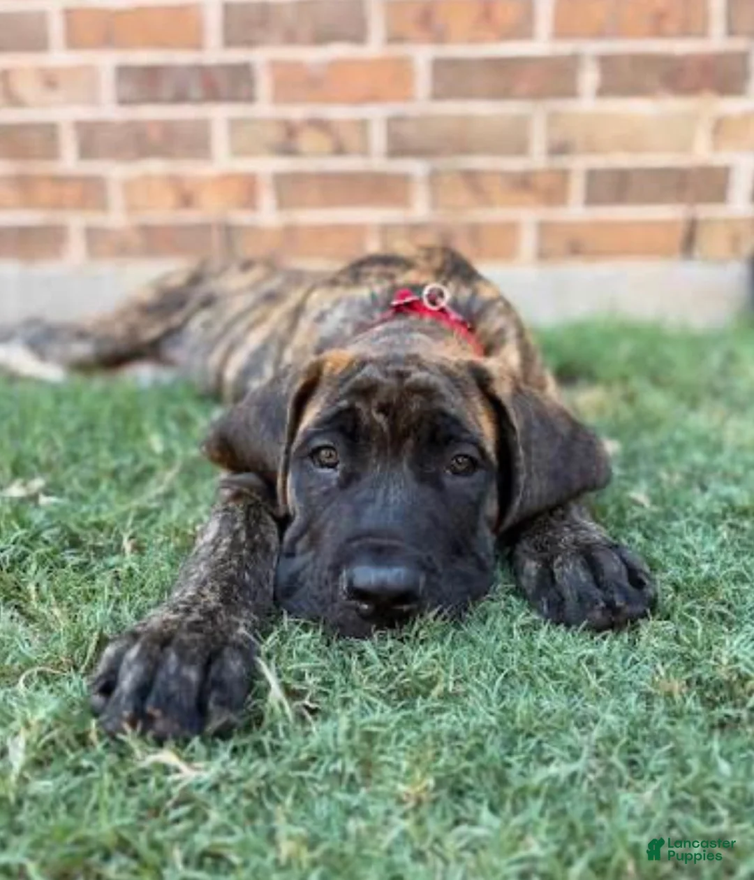 English Mastiff dogs for sale: English Mastiff 1 - Ad 1