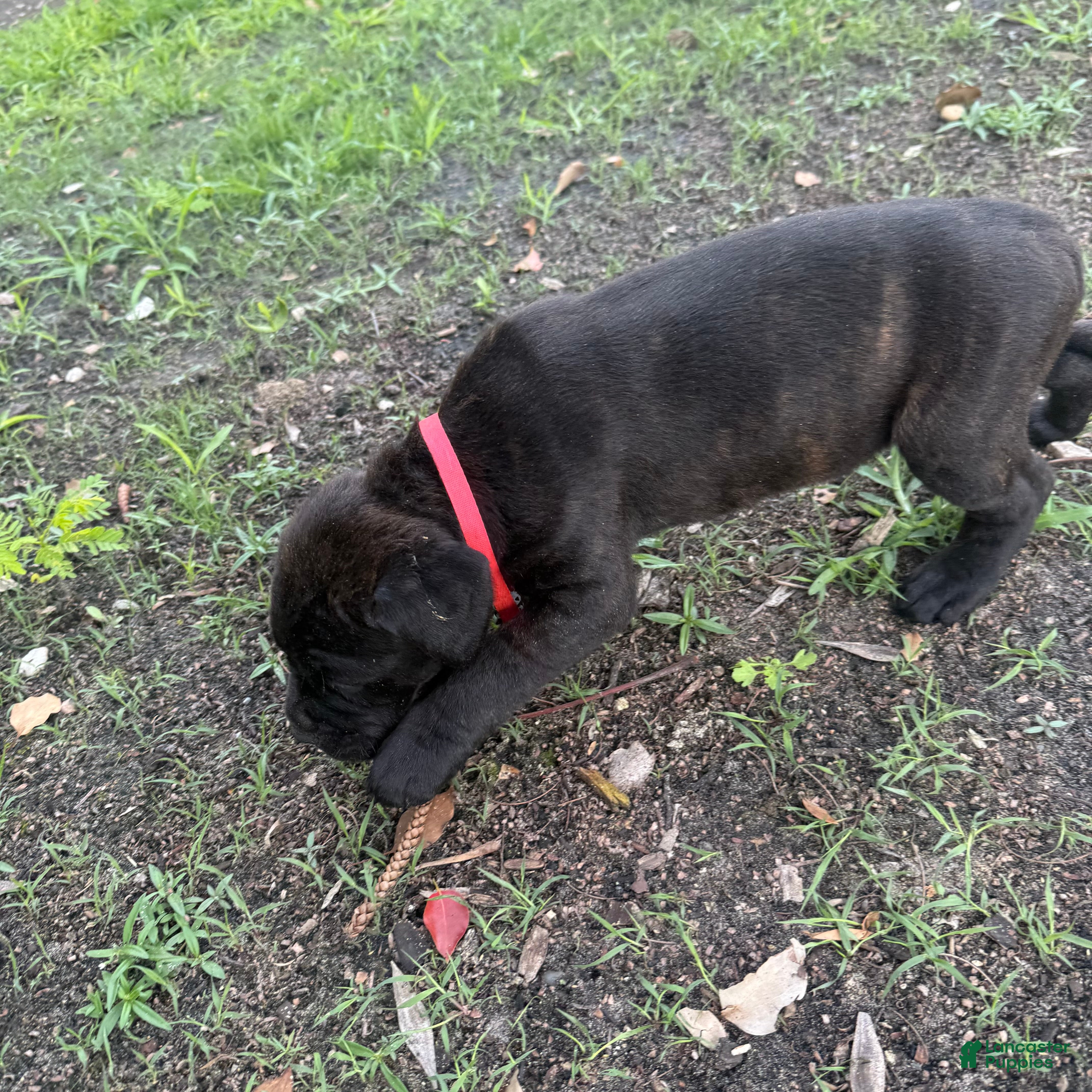 Cane Corso dogs Cane Corso Puppy 6 - Ad 31