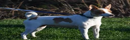 Rat Terrier dogs for sale: Wonton - Ad 12