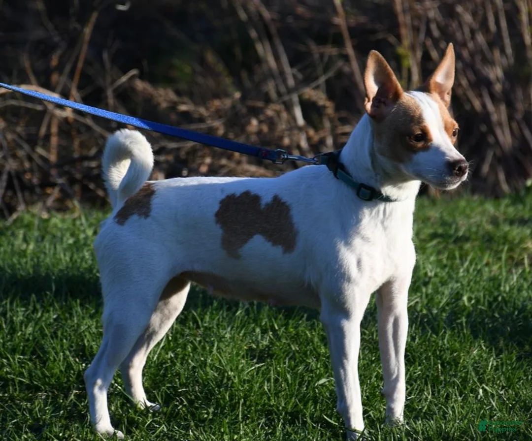 Rat Terrier dogs for sale: Wonton - Ad 12