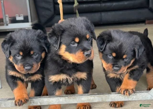 Rottweiler dogs Rottweiler Puppy 1 - Ad 9