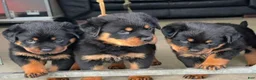 Rottweiler dogs for sale: Rottweiler Puppy 1 - Ad 1
