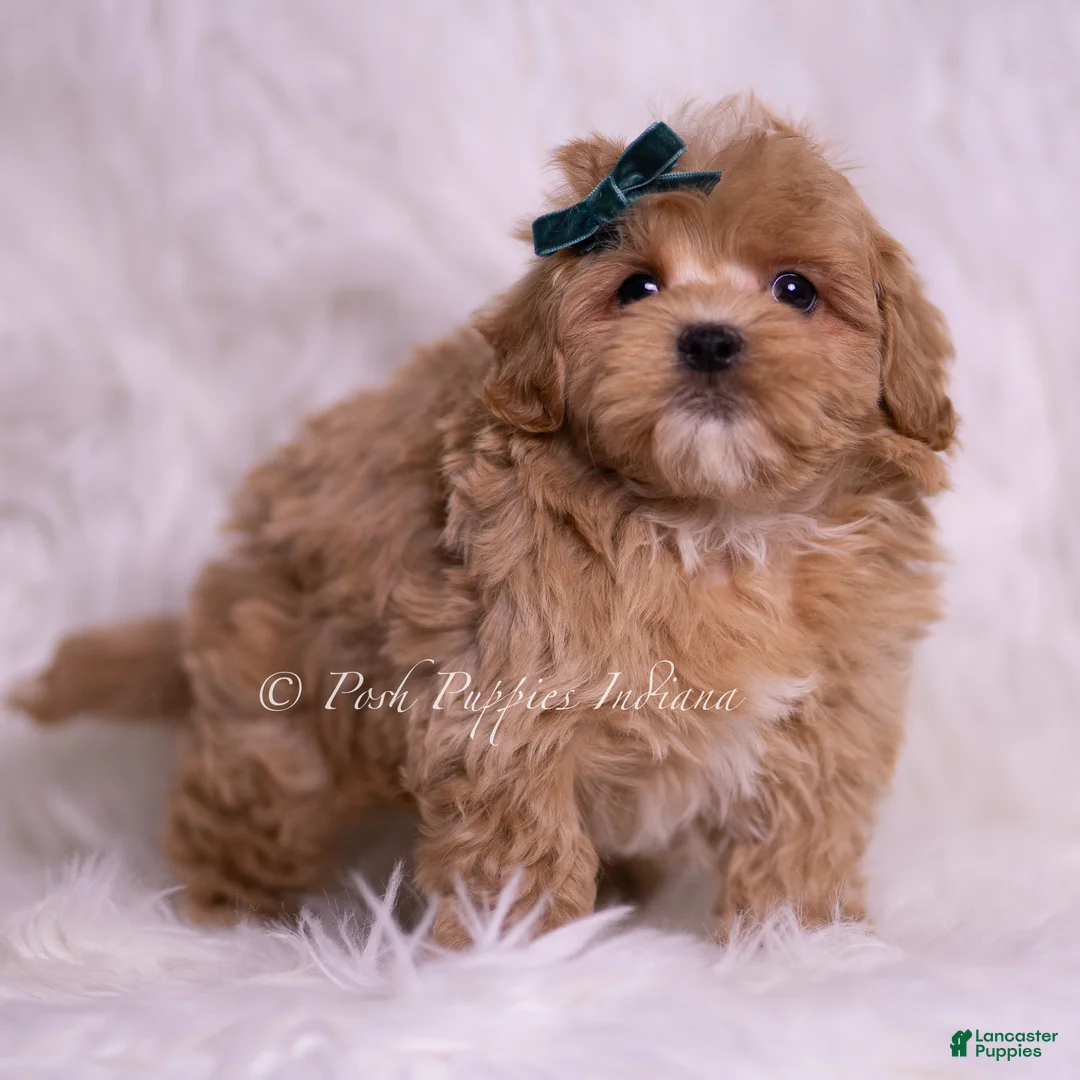Maltipoo dogs for sale: Deeogee - Ad 2