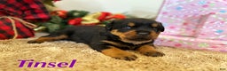 Rottweiler dogs for sale: Tinsel  - Ad 2
