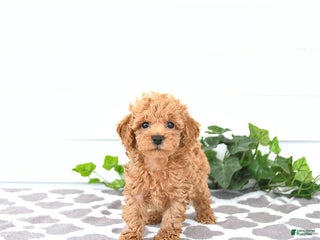 Toy Poodle dogs - Ad 42
