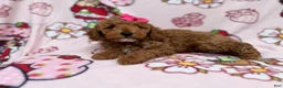 Cockapoo dogs for sale: Remi - Ad 8