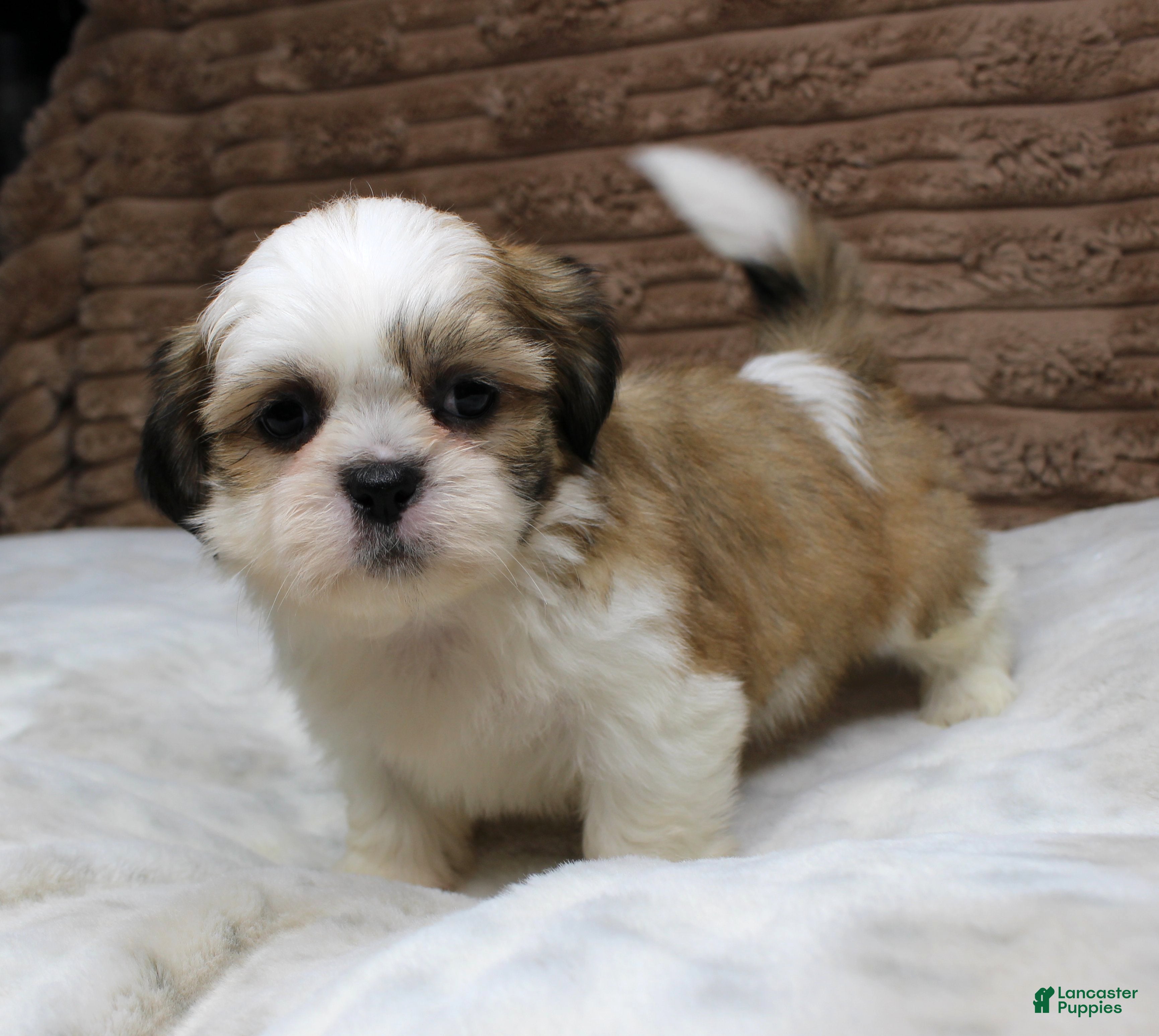 Shih Tzu dogs Dallas - Ad 10