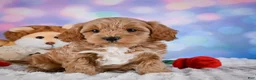 Cavapoo dogs for sale: Tyson - Ad 5