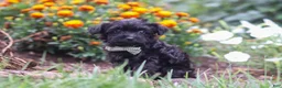 Yorkiepoo dogs for sale: Randall - Ad 5