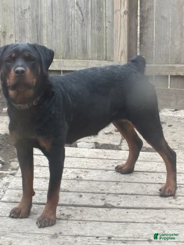 Rottweiler Puppy 4 Rottweiler for sale in Huntingdon | Lancaster Puppies