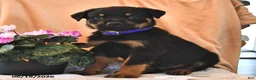 Rottweiler dogs for sale: Cowboy - Ad 3