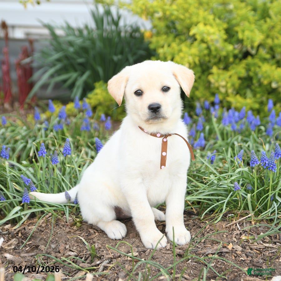 Mixed Breed dogs Cali  - Ad 1