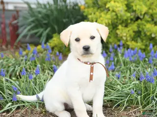 Mixed Breed dogs for sale: Cali - Ad 3