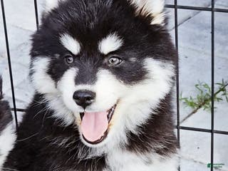 Pomsky dogs Bear - Ad 9
