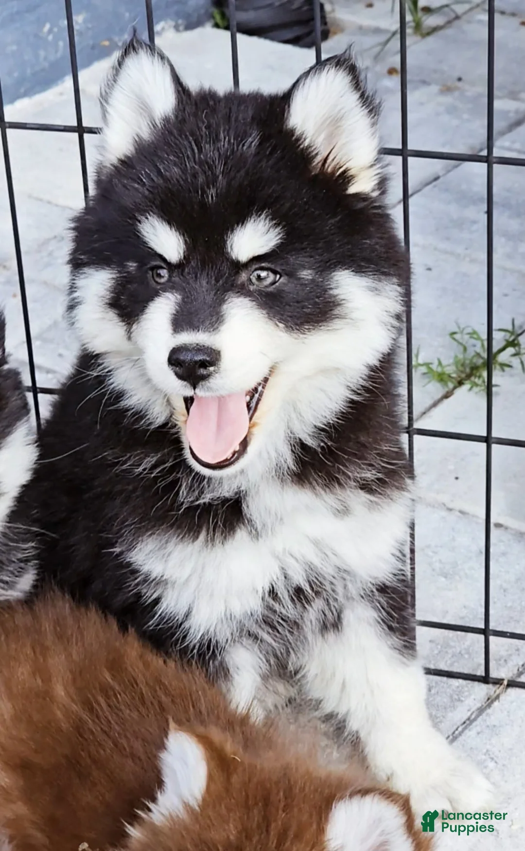 Pomsky dogs for sale: Bear - Ad 1