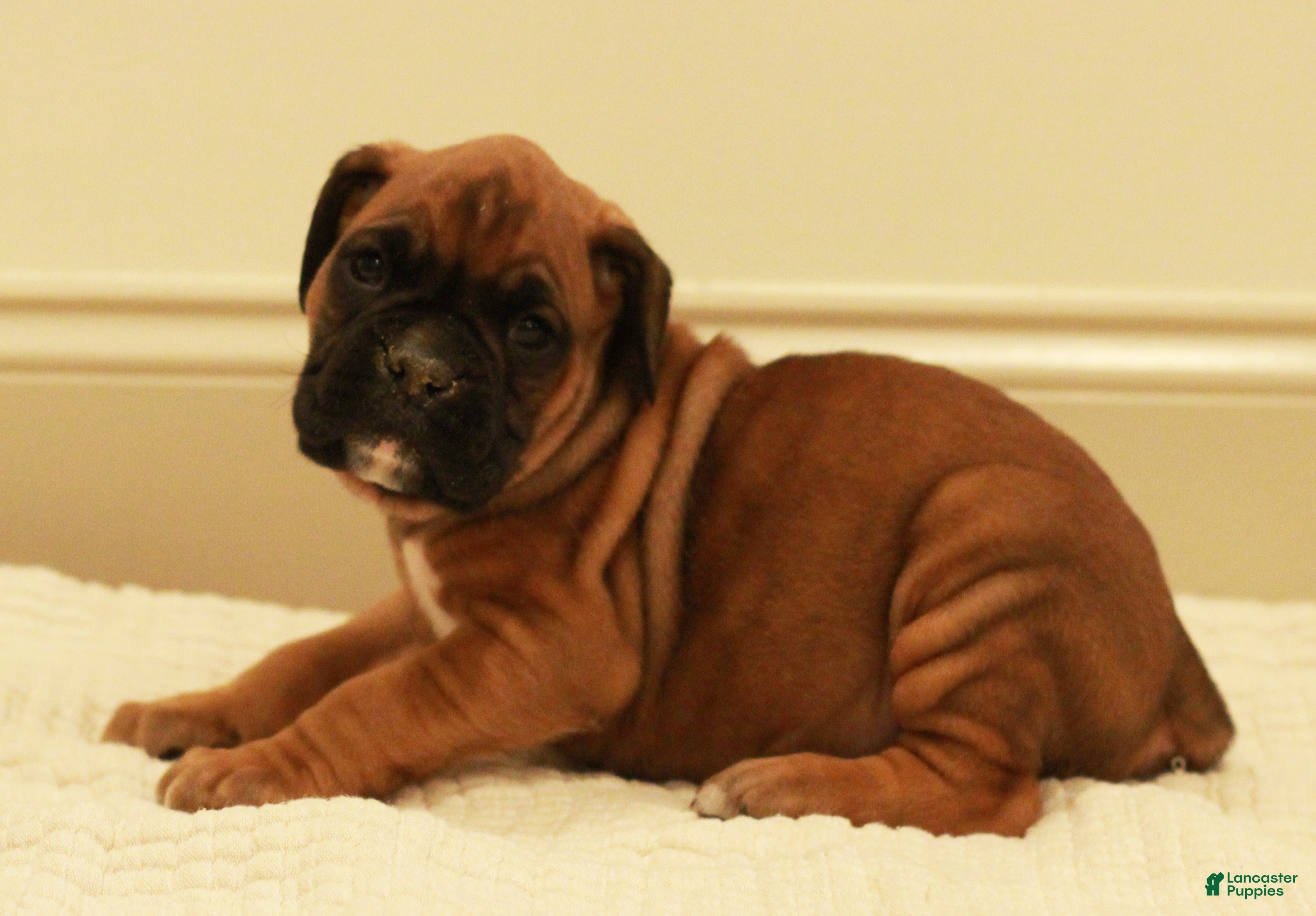 Boxer dogs Charles - Ad 12