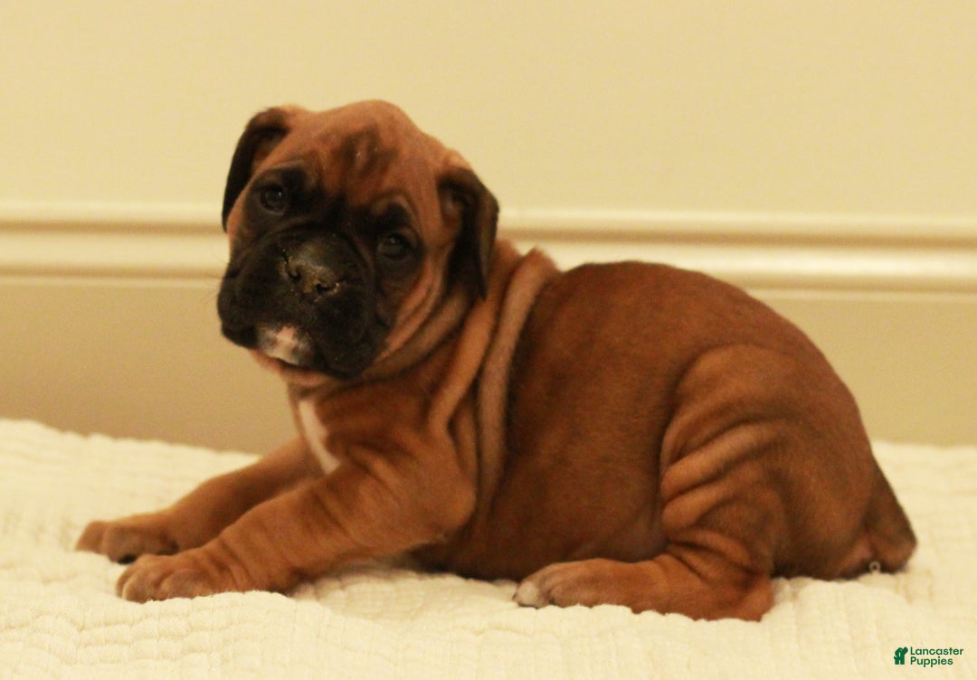 Boxer dogs for sale: Charles - Ad 1